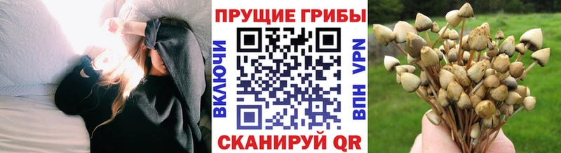 закладки  Бакал  omg вход  Псилоцибиновые грибы прущие грибы 